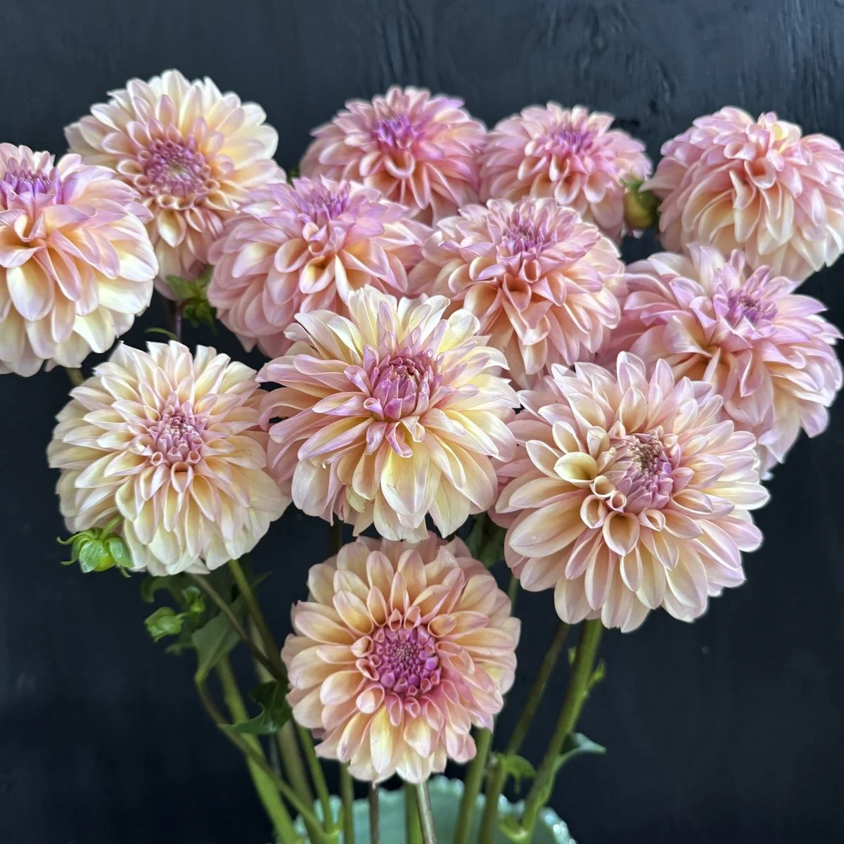 Lee's Macaroon dahlia — GOLDENROD GARDENS